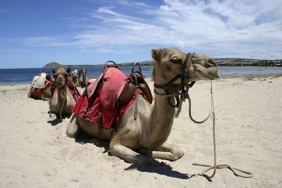 Horse cart on beach against sky