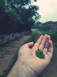 Close-up of hand holding plant against trees