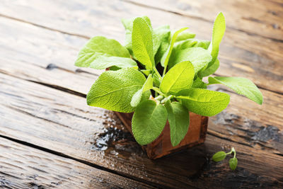 High angle view of fresh green leaves on table