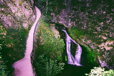 High angle view of flowering plants by river