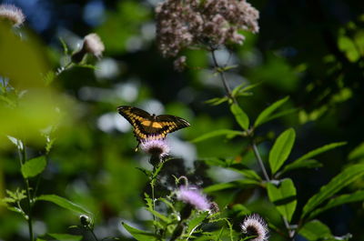 Close-up of butterfly perching on flower