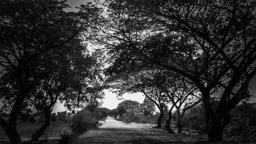 Trees in forest against sky