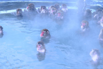 High angle view of people in water