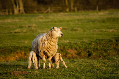 Sheep feeding lambs on grassy field