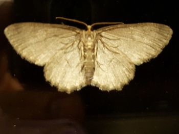 Close-up of moth on black background