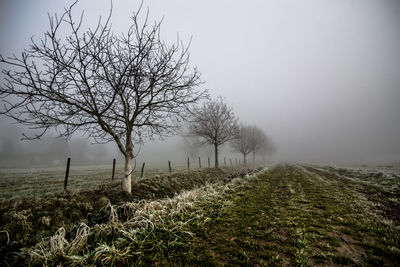 Bare tree on field against sky during winter