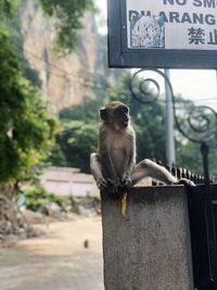 Monkey sitting on looking away