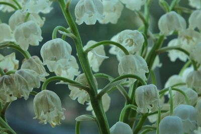 Close-up of white flowering plants