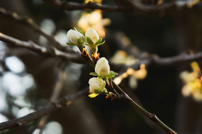 Close-up of cherry blossom on branch