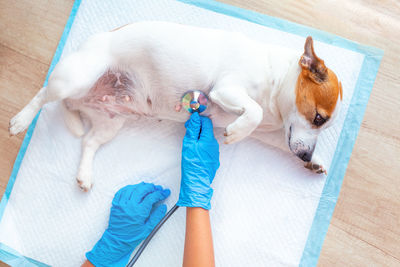 A vet doctor examines a lying on a lying dog, listening to the breath or heart with a stethoscope. 