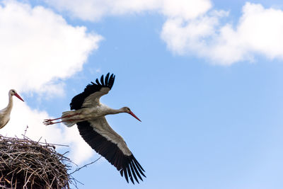 Low angle view of birds flying in sky