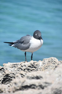 Black gray and white laughing gull bird on the coast in aruba.