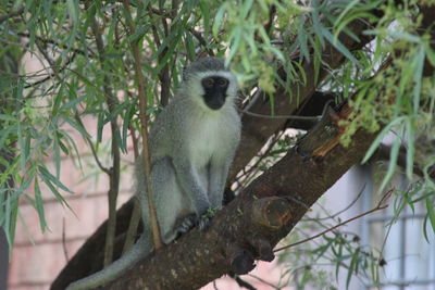 View of monkey on tree branch