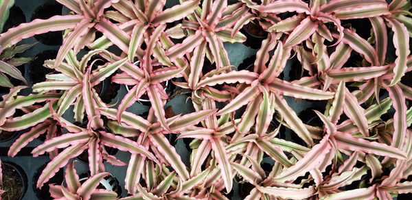 Full frame shot of succulent plant