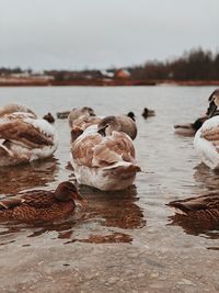 View of ducks swimming in lake