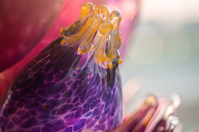 Close-up of butterfly on flower