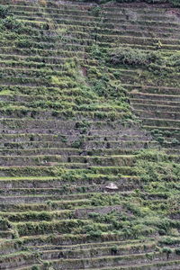 Full frame shot of agricultural field