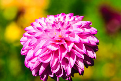 Close-up of pink dahlia flower