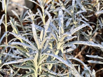 Full frame shot of frozen plants on field