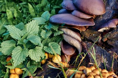 Close-up of mushrooms on leaves