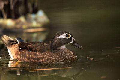 Brown female wood duck aix sponsa in bonita springs, florida