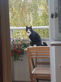 Portrait of cat sitting on window