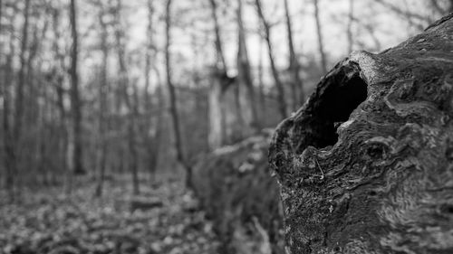 Close-up of tree trunk in forest