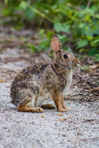 Close-up of rabbit