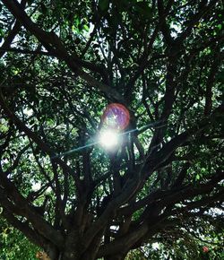 Low angle view of tree against sky