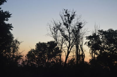 Low angle view of silhouette trees against sky during sunset