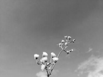 Low angle view of flowering plant against sky