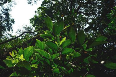 Low angle view of green leaves