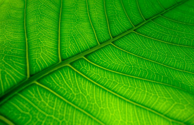 Full frame shot of green leaf