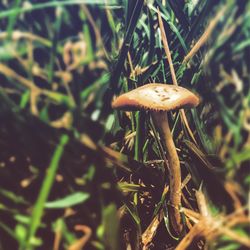 Close-up of mushroom growing on field