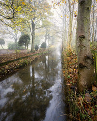 Stream amidst trees in forest during autumn