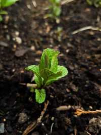 Close-up of fresh green plant on land