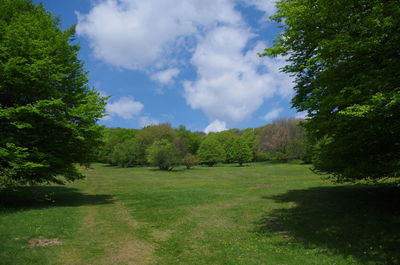 Scenic view of trees on field against sky