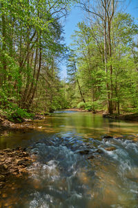 Scenic view of river stream amidst trees in forest