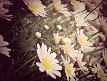 Close-up of white flowers blooming outdoors