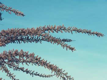 Low angle view of bird on tree against clear sky