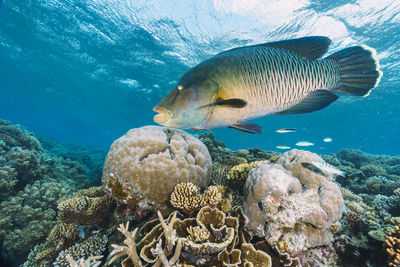 Fish swimming in sea