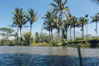 View of palm trees by rice field
