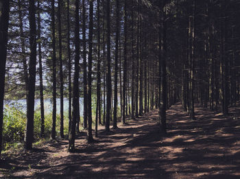 View of trees in forest