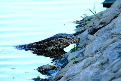 Varanus salvator wild animal in the city he lost way .