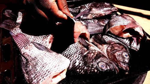 Close-up of hand feeding