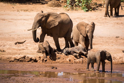 View of elephant drinking water