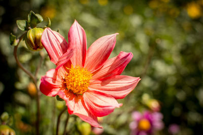 Close-up of pink flower
