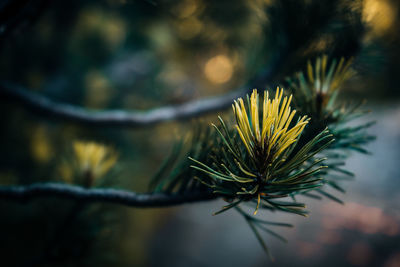 Close-up of pine tree branch