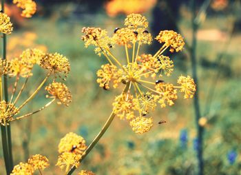 Close-up of yellow flowering plants