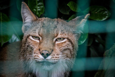 Close-up portrait of a cat